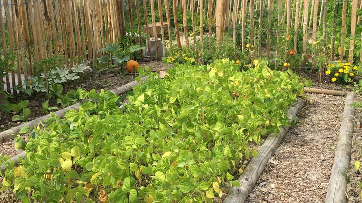 Jardins familiaux site des Platrières 8