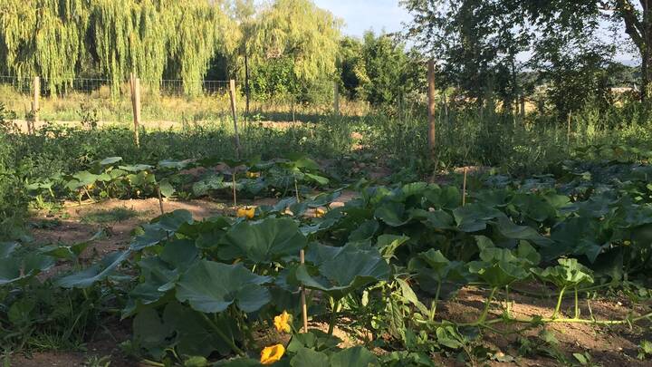 Jardin partagé vue 2