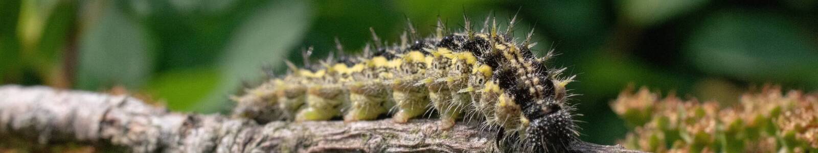 Closeup shot of a worm on a tree branch with a blurred background