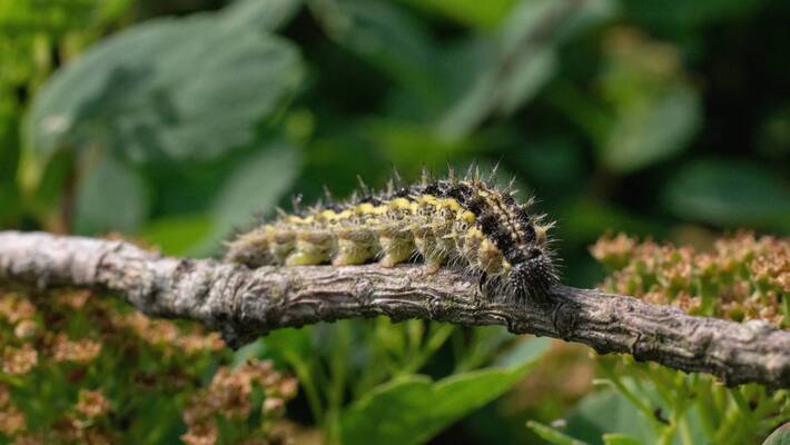Closeup shot of a worm on a tree branch with a blurred background - Vigilance : présence de chenilles processionnaires du pin