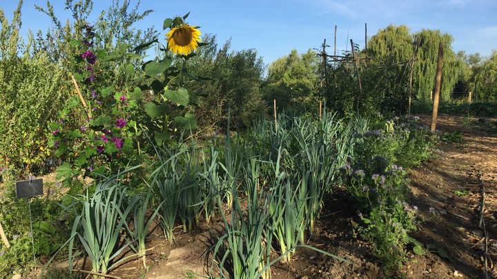 Jardin partagé vue 4