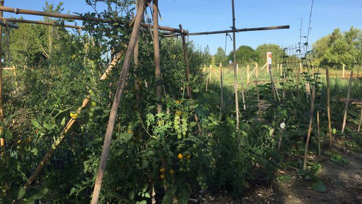 Jardin partagé vue 5