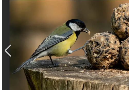 Réalisez vos boules de graisses pour aider les oiseaux