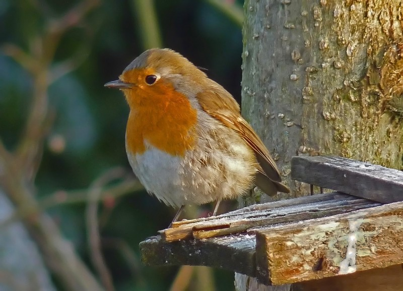 Oiseaux et microfaune au jardin : comment bien  les accueillir au printemps