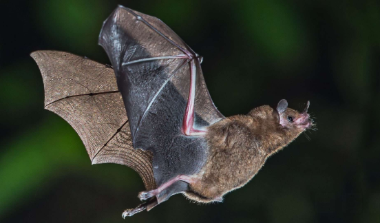 A la rencontre des chauve souris