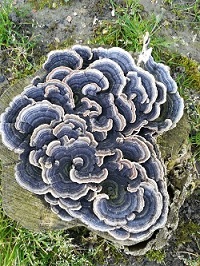 2e prix : Duolia Liang « Polypore versicolore »